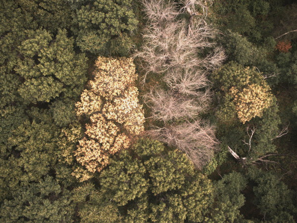 Mapping oak wilt using satellite observations